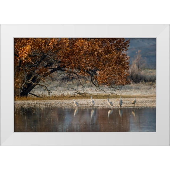 Jones, Adam 14x11 White Modern Wood Framed Museum Art Print Titled - Sandhill cranes and reflection Bosque del Apache National Wildlife Refuge-New Mexico