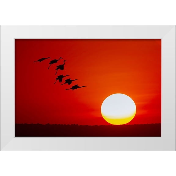 Jones, Adam 14x11 White Modern Wood Framed Museum Art Print Titled - Sandhill cranes silhouetted flying at sunset Bosque del Apache National Wildlife Refuge-New Mexico