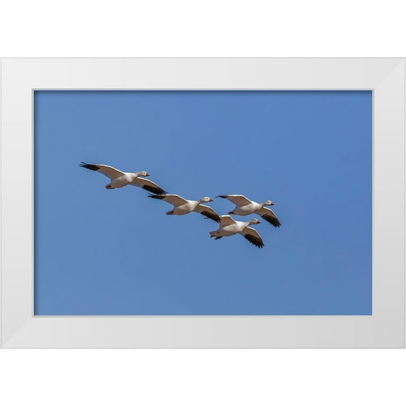 Jones, Adam 14x11 White Modern Wood Framed Museum Art Print Titled - Snow geese flying Bosque del Apache National Wildlife Refuge-New Mexico