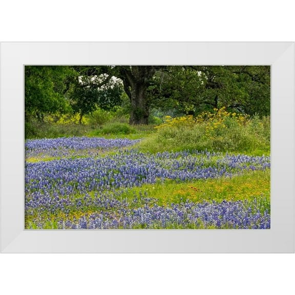 Jones, Adam 14x11 White Modern Wood Framed Museum Art Print Titled - Texas bluebonnets-blanket flower and live oak in meadow-Texas Hill Country-near Marble Falls-Texas