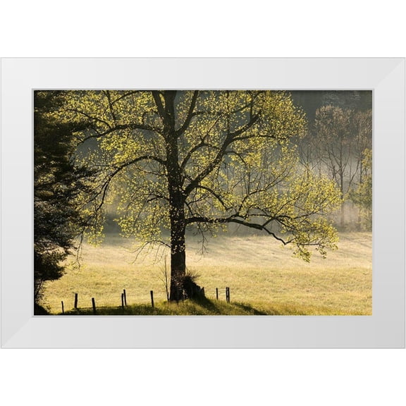 Jones, Adam 14x11 White Modern Wood Framed Museum Art Print Titled - Tree backlit at sunrise-Cades Cove-Cades Cove-Smoky Mountains National Park-Tennessee