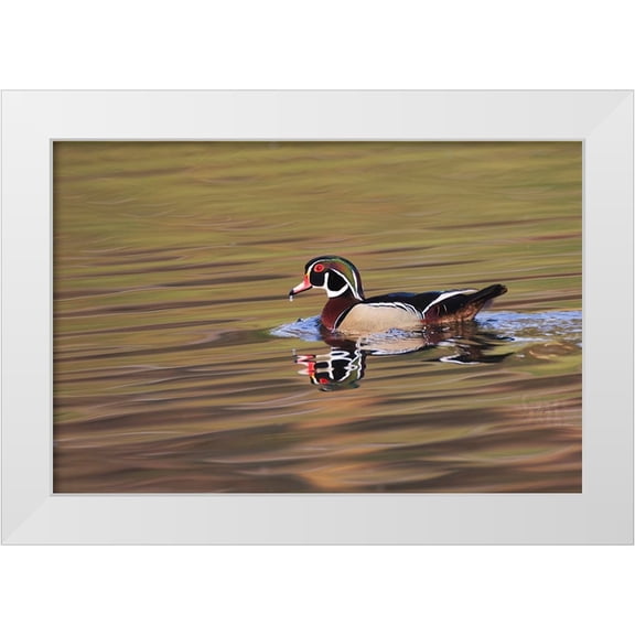 Jones, Adam 14x11 White Modern Wood Framed Museum Art Print Titled - Wood duck drake-Kentucky