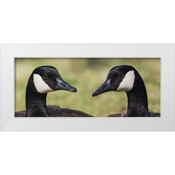Jones, Adam 14x8 White Modern Wood Framed Museum Art Print Titled - Canada geese-Kentucky
