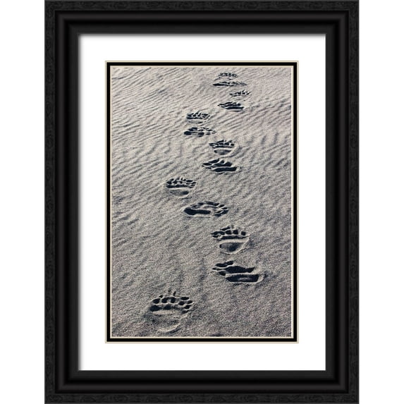 Jones, Adam 17x24 Black Ornate Wood Framed with Double Matting Museum Art Print Titled - Adult grizzly bear tracks on sandy beach-Lake Clark National Park and Preserve-Alaska