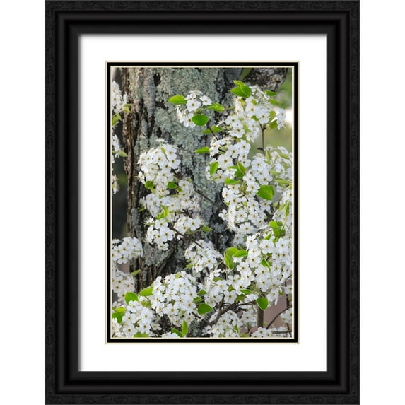 Jones, Adam 17x24 Black Ornate Wood Framed with Double Matting Museum Art Print Titled - Crab apple blossoms in full bloom-Long Run Park-Kentucky