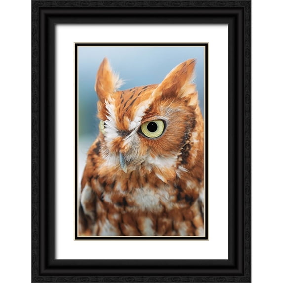 Jones, Adam 17x24 Black Ornate Wood Framed with Double Matting Museum Art Print Titled - Eastern screech owl-Florida