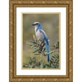 thumbnail image 1 of Jones, Adam 17x24 Gold Ornate Wood Framed with Double Matting Museum Art Print Titled - Florida scrub jay-Merritt Island National Wildlife Refuge-Florida, 1 of 4