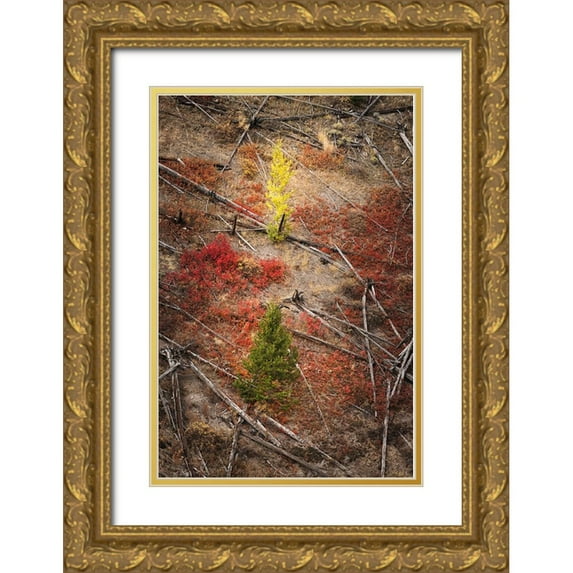 Jones, Adam 17x24 Gold Ornate Wood Framed with Double Matting Museum Art Print Titled - Red autumn Huckleberry vegetation and fallen trees-Yellowstone National Park-Wyoming