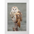thumbnail image 1 of Jones, Adam 17x24 White Modern Wood Framed Museum Art Print Titled - Barn owl-Tyto alba-Florida, 1 of 4