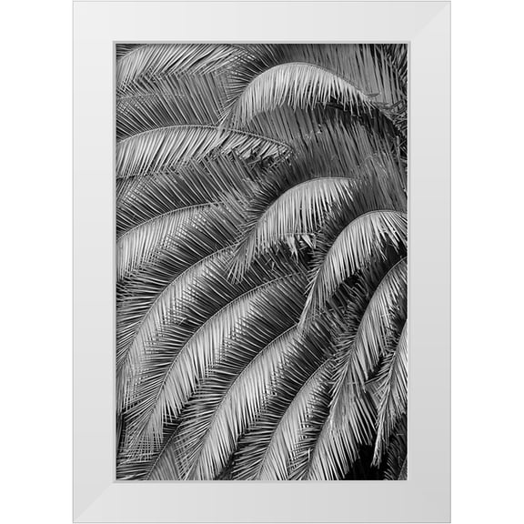 Jones, Adam 17x24 White Modern Wood Framed Museum Art Print Titled - Black and White Pattern in branches of palm tree-Quito-Ecuador