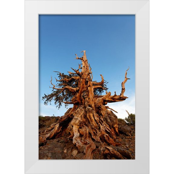 Jones, Adam 17x24 White Modern Wood Framed Museum Art Print Titled - Bristlecone pine at sunset-White Mountains-Inyo National Forest-California