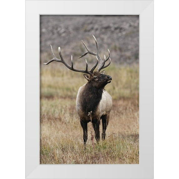 Jones, Adam 17x24 White Modern Wood Framed Museum Art Print Titled - Bull elk or wapiti in meadow-Yellowstone National Park-Wyoming