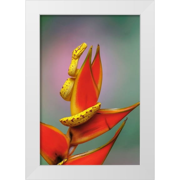 Jones, Adam 17x24 White Modern Wood Framed Museum Art Print Titled - Juvenile Green tree python