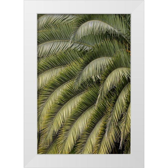 Jones, Adam 17x24 White Modern Wood Framed Museum Art Print Titled - Pattern in branches of palm tree-Quito-Ecuador