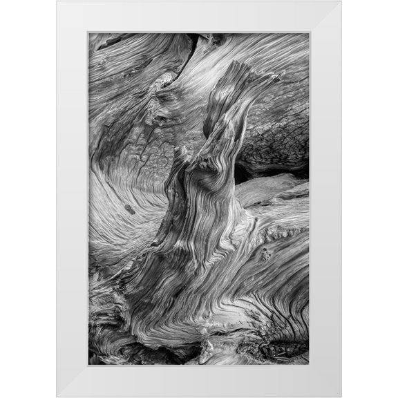 Jones, Adam 17x24 White Modern Wood Framed Museum Art Print Titled - Pattern in wood of Bristlecone pine-White Mountains-Inyo National Forest-California
