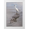 thumbnail image 1 of Jones, Adam 17x24 White Modern Wood Framed Museum Art Print Titled - Snowy Egret riding on top of American alligator-Florida, 1 of 4