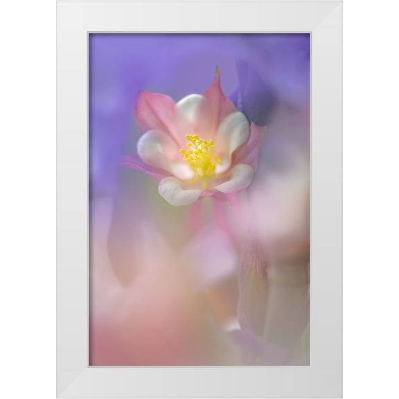 Jones, Adam 17x24 White Modern Wood Framed Museum Art Print Titled - Soft focus Columbine flower-Salem-Oregon