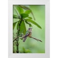thumbnail image 1 of Jones, Adam 17x24 White Modern Wood Framed Museum Art Print Titled - Speckled hummingbird-Ecuador, 1 of 4