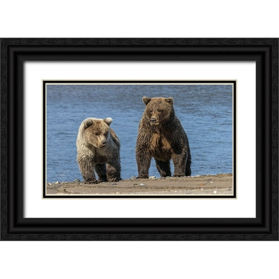 Jones, Adam 18x12 Black Ornate Wood Framed with Double Matting Museum Art Print Titled - Grizzly bear cub and adult female-Lake Clark National Park and Preserve-Alaska-Silver Salmon Creek
