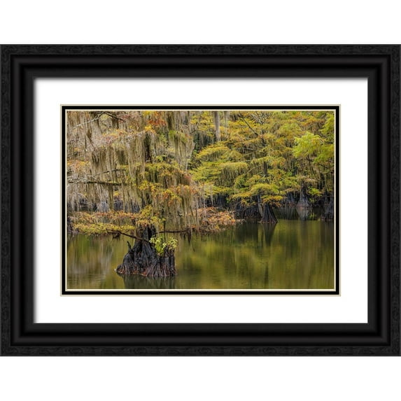 Jones, Adam 18x13 Black Ornate Wood Framed with Double Matting Museum Art Print Titled - Bald Cypress tree draped in Spanish moss with fall colors Caddo Lake State Park-Uncertain-Texas
