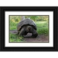 thumbnail image 1 of Jones, Adam 18x13 Black Ornate Wood Framed with Double Matting Museum Art Print Titled - Galapagos giant tortoise Genovesa Island-Galapagos Islands-Ecuador, 1 of 4