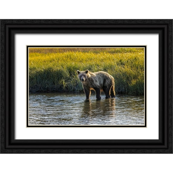 Jones, Adam 18x13 Black Ornate Wood Framed with Double Matting Museum Art Print Titled - Grizzly bear cub crossing grassy meadow-Lake Clark National Park and Preserve-Alaska