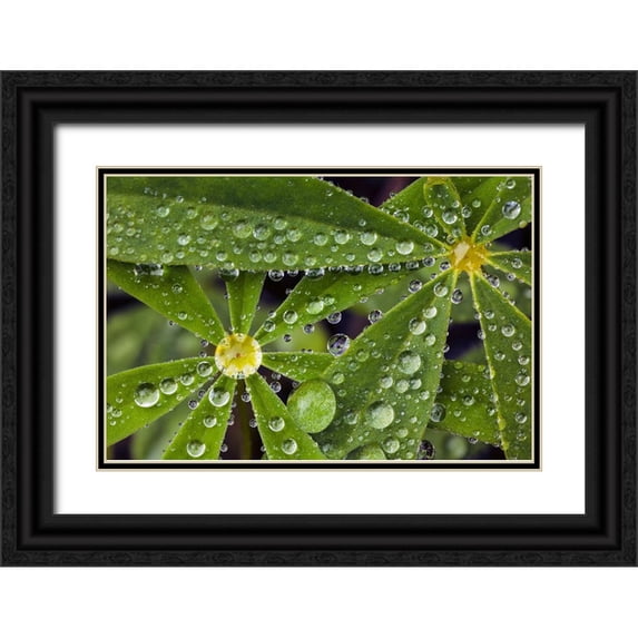 Jones, Adam 18x13 Black Ornate Wood Framed with Double Matting Museum Art Print Titled - Lupine leaves and raindrops-Olympic National Park-Washington State