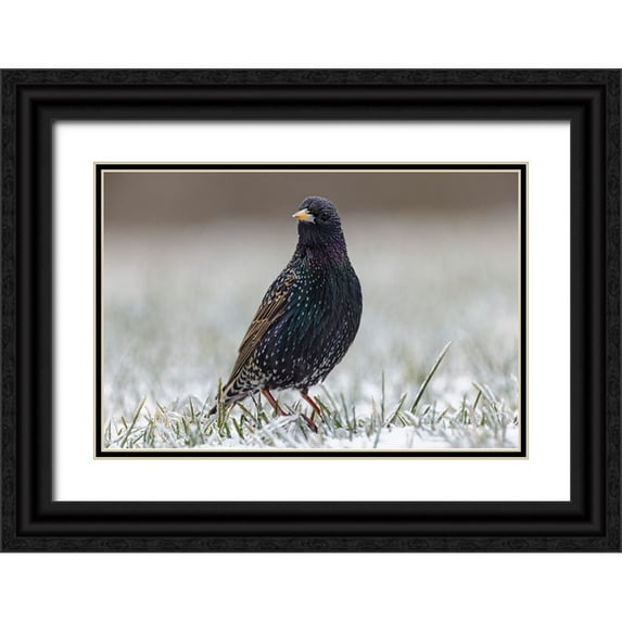 Jones, Adam 18x13 Black Ornate Wood Framed with Double Matting Museum Art Print Titled - Common starling