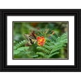 thumbnail image 1 of Jones, Adam 18x13 Black Ornate Wood Framed with Double Matting Museum Art Print Titled - Eastern tiger swallowtail-Florida, 1 of 4