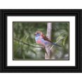 thumbnail image 1 of Jones, Adam 18x13 Black Ornate Wood Framed with Double Matting Museum Art Print Titled - Female Red-cheeked cordon-bleu, 1 of 4