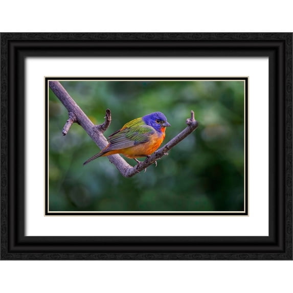 Jones, Adam 18x13 Black Ornate Wood Framed with Double Matting Museum Art Print Titled - Male Painted bunting South Padre Island-Texas