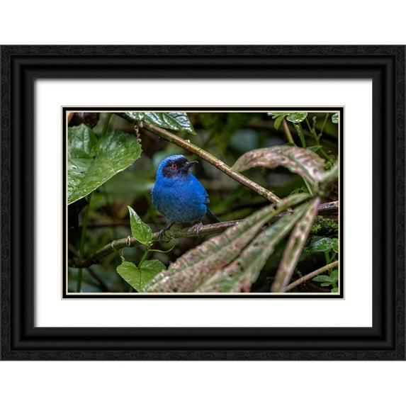 Jones, Adam 18x13 Black Ornate Wood Framed with Double Matting Museum Art Print Titled - Masked flowerpiercer-Ecuador