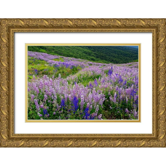 Jones, Adam 18x13 Gold Ornate Wood Framed with Double Matting Museum Art Print Titled - Lupine flowers on hillside-Dolason Prairie-California