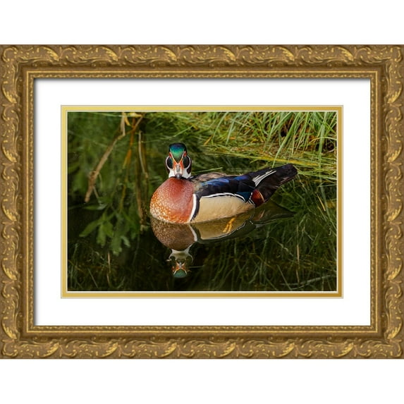 Jones, Adam 18x13 Gold Ornate Wood Framed with Double Matting Museum Art Print Titled - Male wood duck and reflection-Ohio