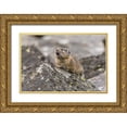 thumbnail image 1 of Jones, Adam 18x13 Gold Ornate Wood Framed with Double Matting Museum Art Print Titled - Pika-Ochotona princeps-Yellowstone National Park-Wyoming, 1 of 4