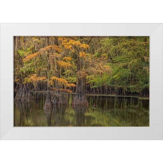 Jones, Adam 18x13 White Modern Wood Framed Museum Art Print Titled - Bald Cypress tree draped in Spanish moss with fall colors Caddo Lake State Park-Uncertain-Texas