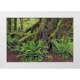 thumbnail image 1 of Jones, Adam 18x13 White Modern Wood Framed Museum Art Print Titled - Big Leaf Maple tree draped with Club Moss-Hoh Rainforest-Olympic National Park-Washington State, 1 of 4