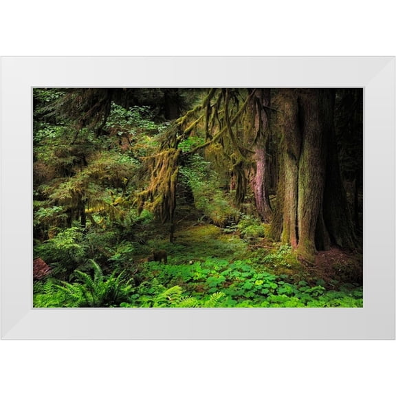 Jones, Adam 18x13 White Modern Wood Framed Museum Art Print Titled - Big Leaf Maple tree draped with Club Moss-Hoh Rainforest-Olympic National Park-Washington State