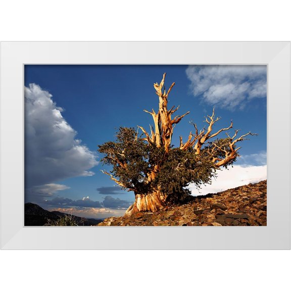Jones, Adam 18x13 White Modern Wood Framed Museum Art Print Titled - Bristlecone pine at sunset-White Mountains-Inyo National Forest-California