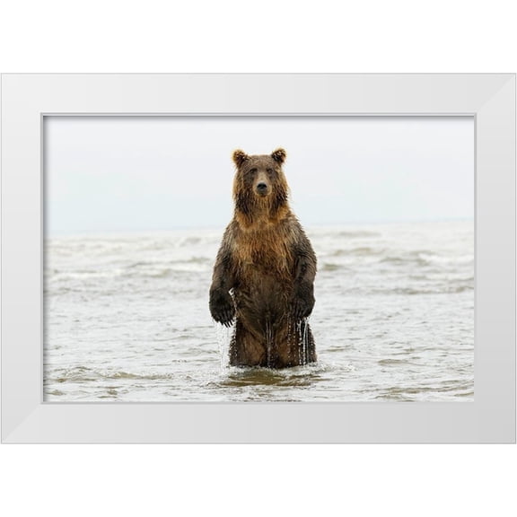 Jones, Adam 18x13 White Modern Wood Framed Museum Art Print Titled - Brown bear standing upright-Silver Salmon Creek-Lake Clark National Park-Alaska