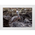 thumbnail image 1 of Jones, Adam 18x13 White Modern Wood Framed Museum Art Print Titled - Brown pelican-Espanola Island-Galapagos-Ecuador, 1 of 4