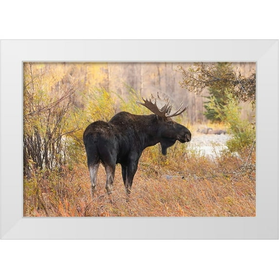 Jones, Adam 18x13 White Modern Wood Framed Museum Art Print Titled - Bull moose in autumn-Grand Teton National Park-Wyoming