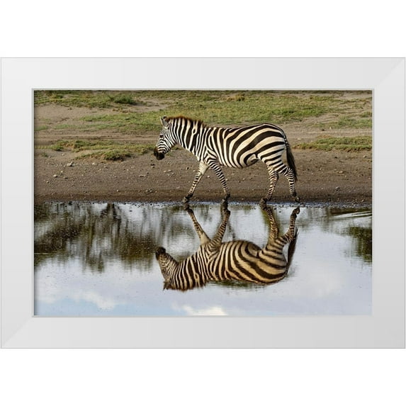 Jones, Adam 18x13 White Modern Wood Framed Museum Art Print Titled - Burchells Zebra and reflection-Equus burchellii-Serengeti National Park-Tanzania-Africa
