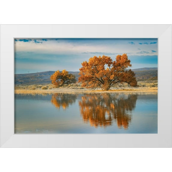 Jones, Adam 18x13 White Modern Wood Framed Museum Art Print Titled - Cottonwood tree reflecting on pond-Bosque del Apache National Wildlife Refuge-New Mexico