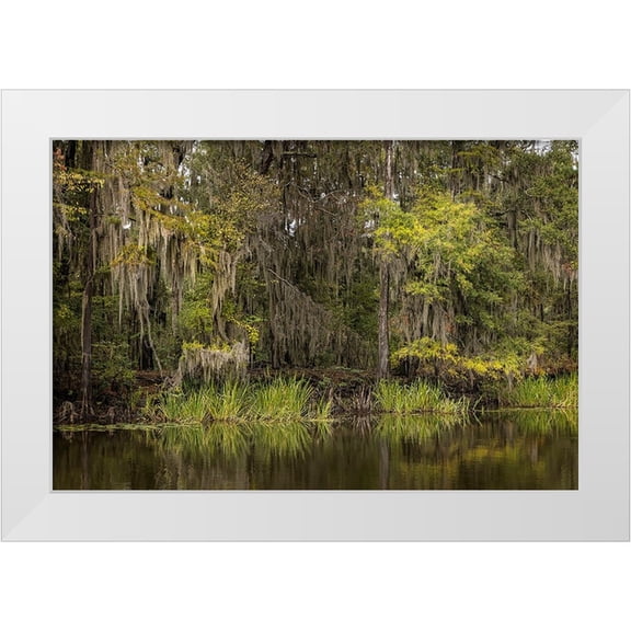 Jones, Adam 18x13 White Modern Wood Framed Museum Art Print Titled - Cypress trees and Spanish moss lining shoreline of Caddo Lake-Uncertain-Texas