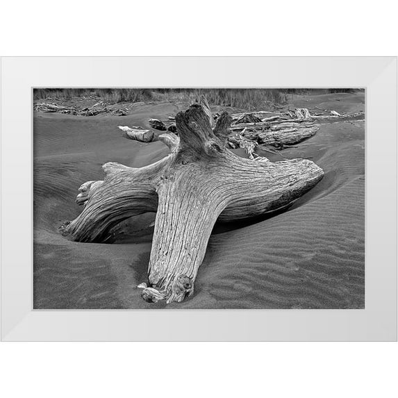 Jones, Adam 18x13 White Modern Wood Framed Museum Art Print Titled - Geometric pattern in eroded driftwood-Bandon Beach-Oregon