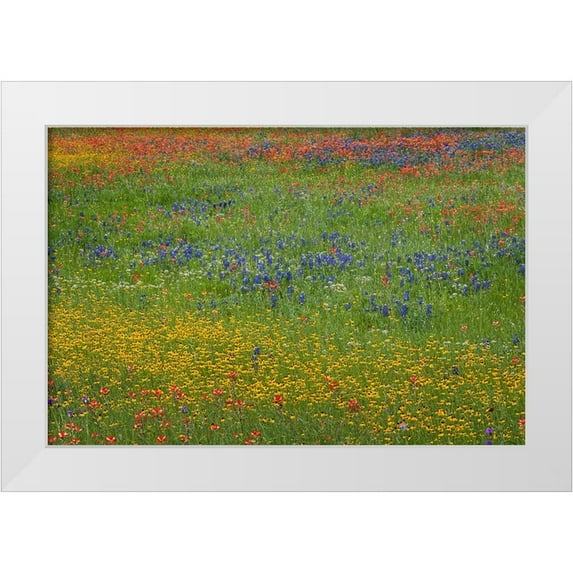 Jones, Adam 18x13 White Modern Wood Framed Museum Art Print Titled - Meadow of red Texas Paintbrush and Purple-head Sneezeweed and bluebonnets