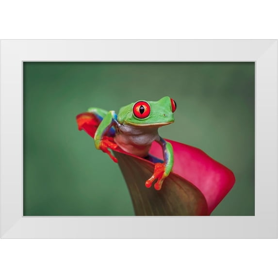 Jones, Adam 18x13 White Modern Wood Framed Museum Art Print Titled - Red-eyed tree frog