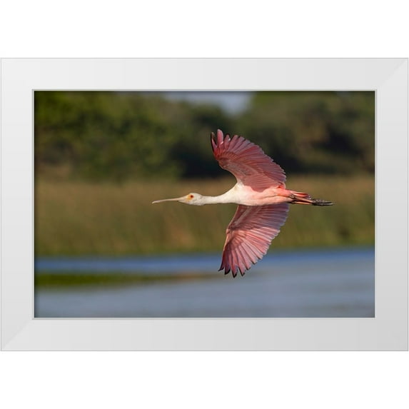 Jones, Adam 18x13 White Modern Wood Framed Museum Art Print Titled - Roseate spoonbill flying-Stick Marsh-Florida