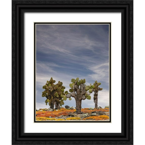 Jones, Adam 19x24 Black Ornate Wood Framed with Double Matting Museum Art Print Titled - Carpet weed along with Opuntia prickly pear cactus-South Plaza Island-Galapagos Islands-Ecuador